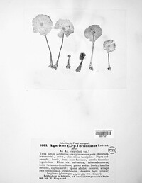 Volvariella bombycina image